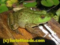 /home//u458753944/public_html/sourcegallery///////////////////////Frogs/More bullfrogs/DSCN5473.JPG